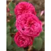 Роза D23 H65 - Rosa (F) Freifrau Caroline ® - Image 2
