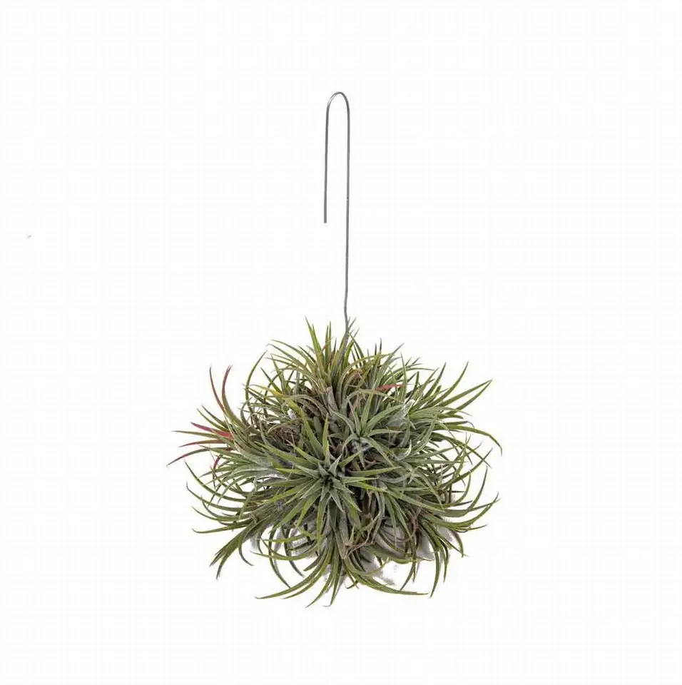 Тиландзия D15 - Tillandsia Ionantha hanging