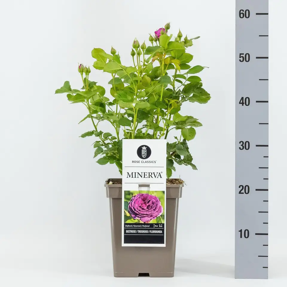 Роза D23 H50 - Rosa (F) Minerva ®