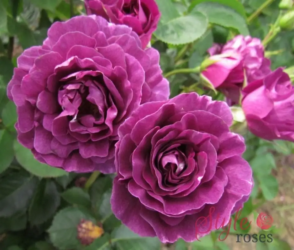 Роза D23 H50 - Rosa (F) Minerva ® - Image 2