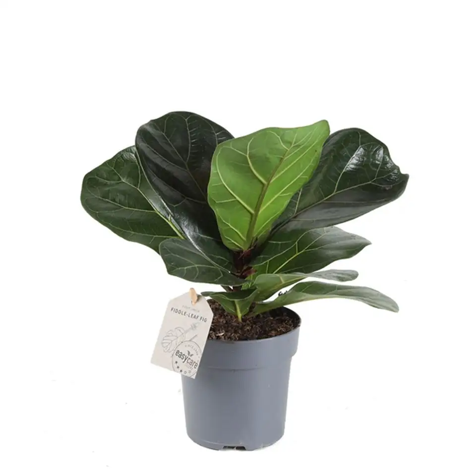 Фикус D11 H25 - Ficus Lyrata