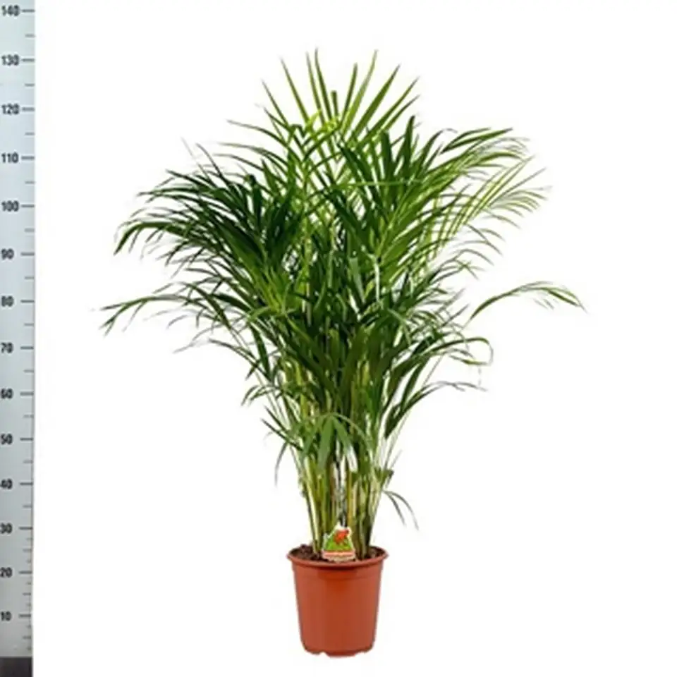 Арека D19 H100 - Dypsis Lutescens