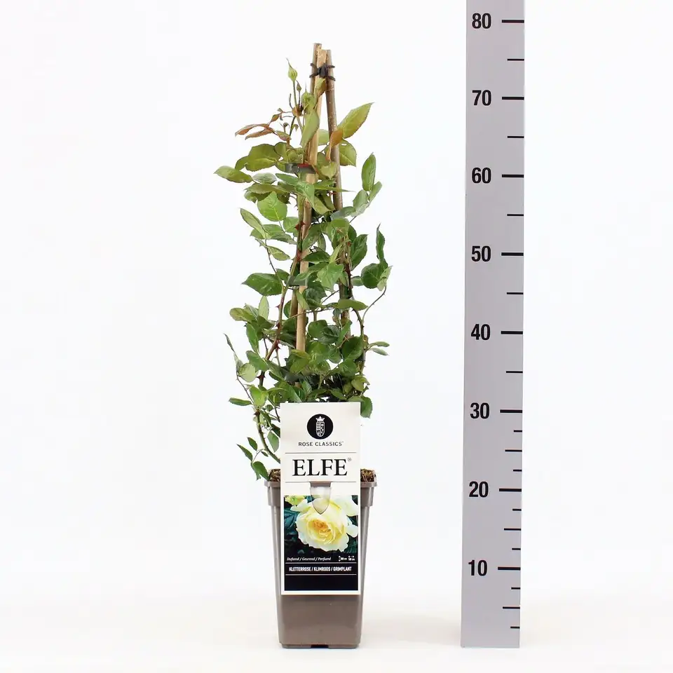 Роза D19 H75 - Rosa (K) Elfe ®