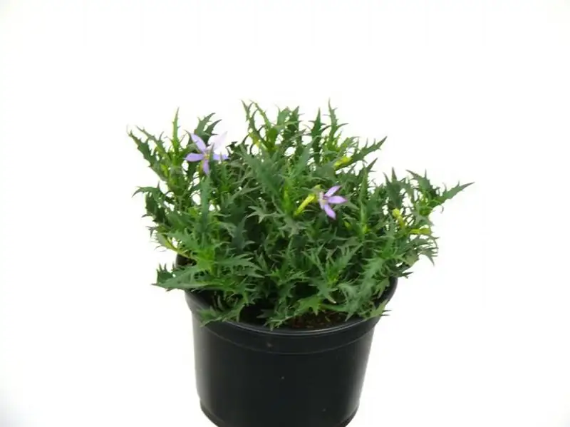 Изотома D12 H22 - Isotoma Axillaris Blue Star