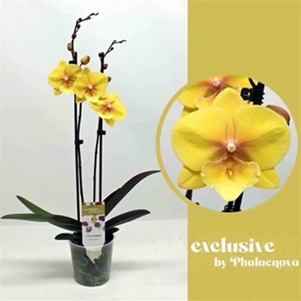 Орхидея D12 H60 - Phalaenopsis Gloria