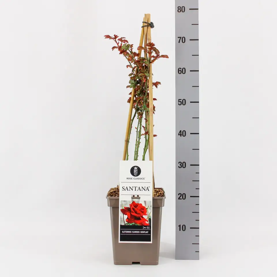 Роза D23 H65 - Rosa (K) Santana ® climbing