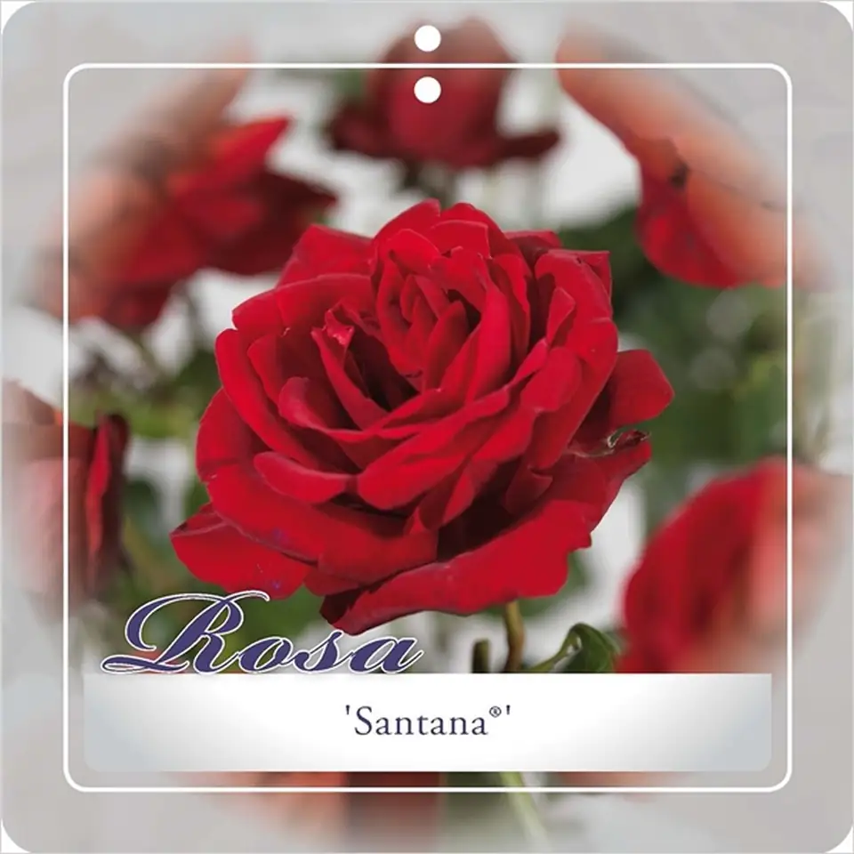 Роза D23 H65 - Rosa (K) Santana ® climbing - Image 2