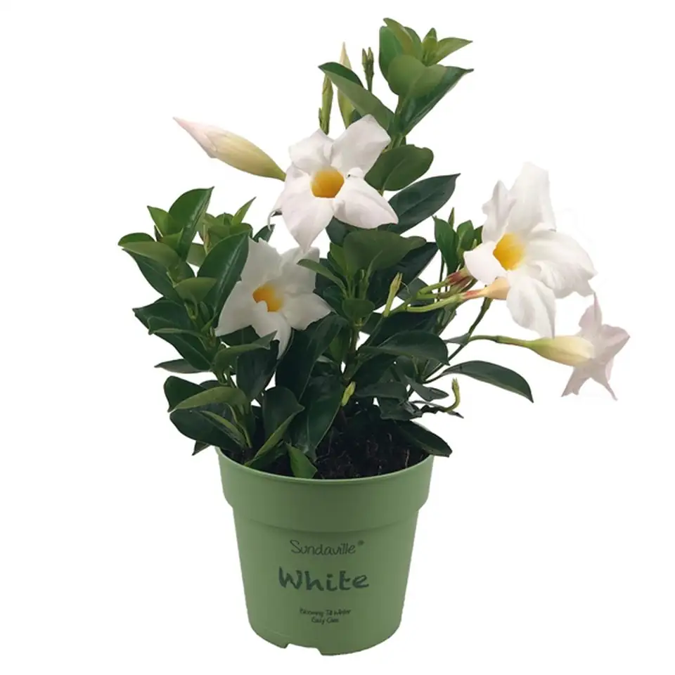 Мандевила D12 H25 - Mandevilla Sundaville White