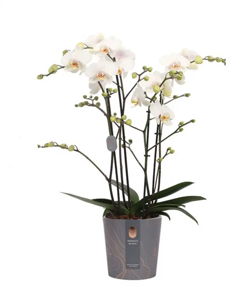 Орхидея D17 H70 - Phalaenopsis Marvellous White Special