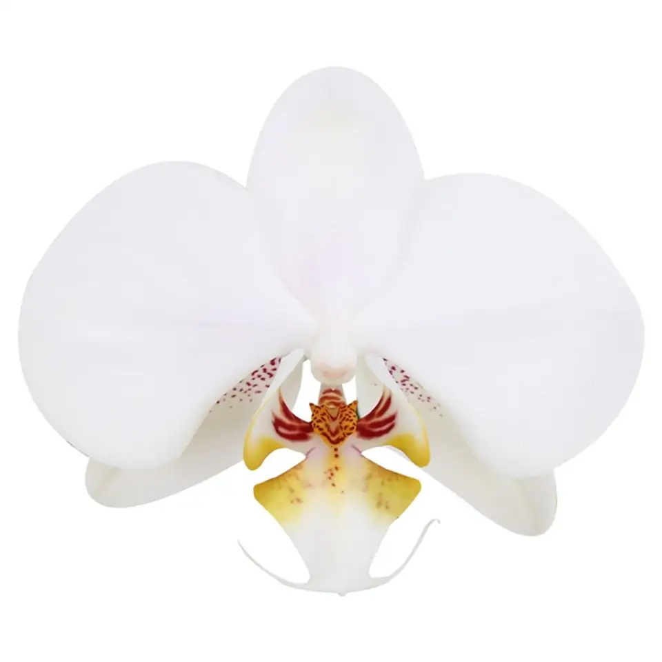 Орхидея D17 H70 - Phalaenopsis Marvellous White Special - Image 2