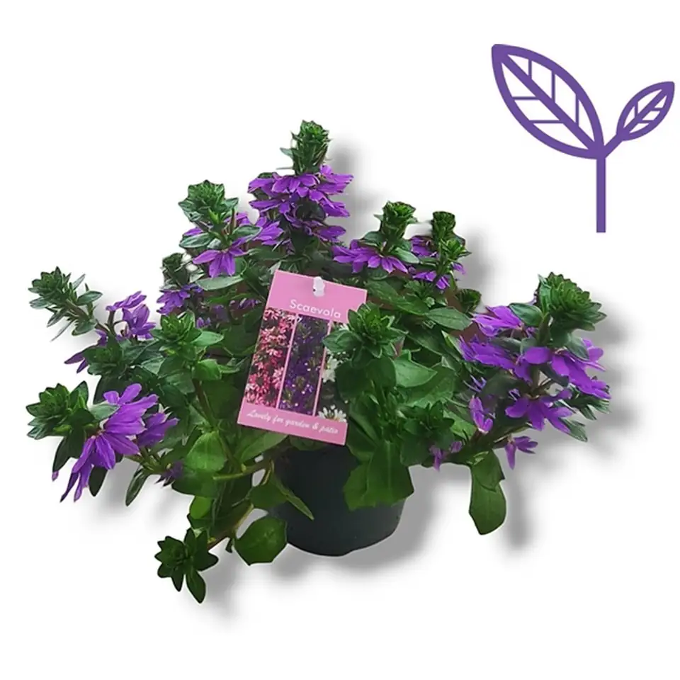 Скаевола D12 H20 - Scaevola Blue