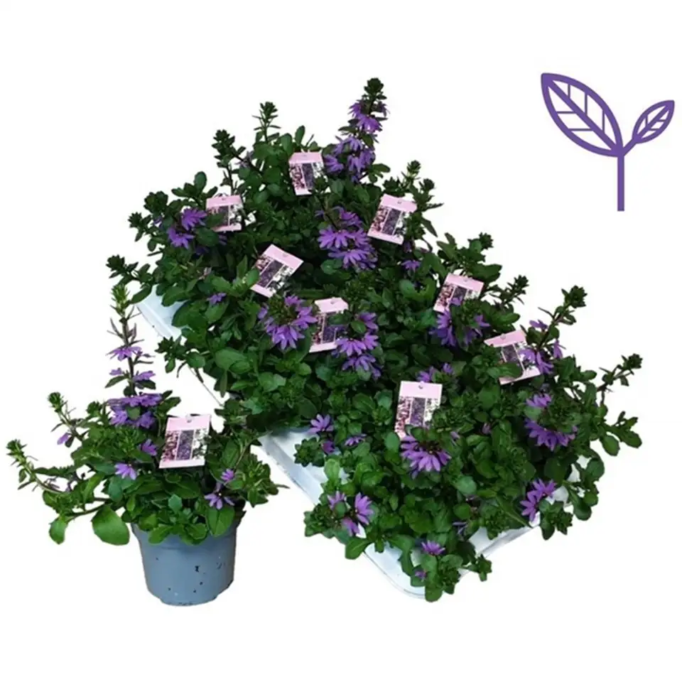 Скаевола D12 H20 - Scaevola Blue - Image 2