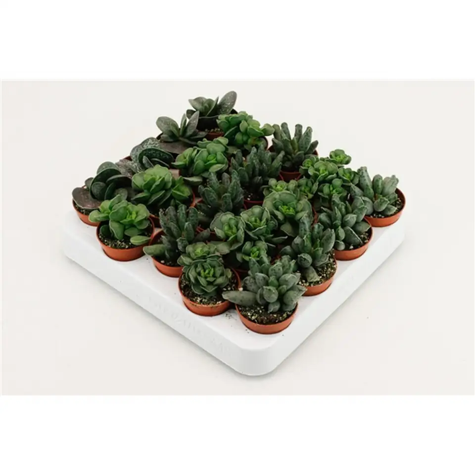 Адромискус D8.5 H12 - Adromischus maculatus