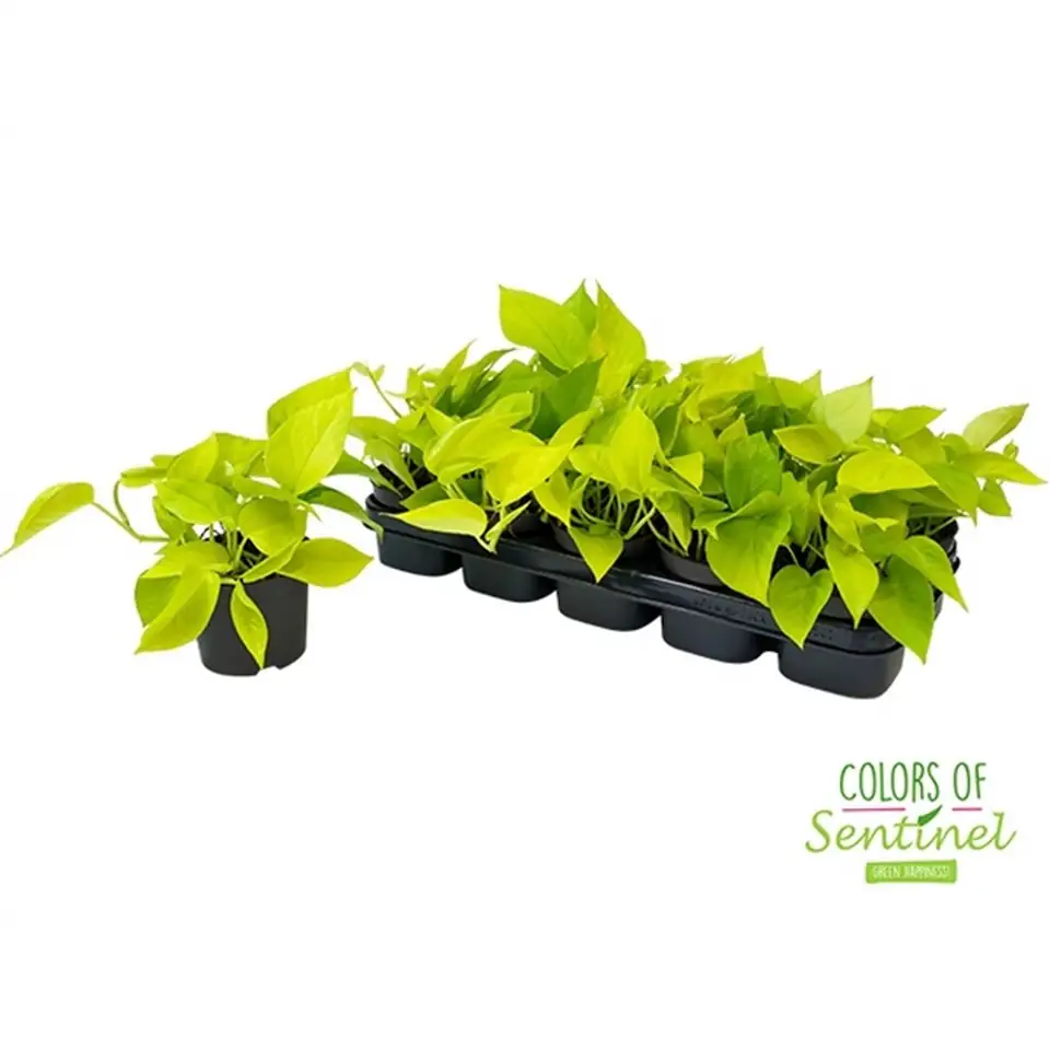 Епипремнум D12 H25 - Epipremnum Golden Pothos