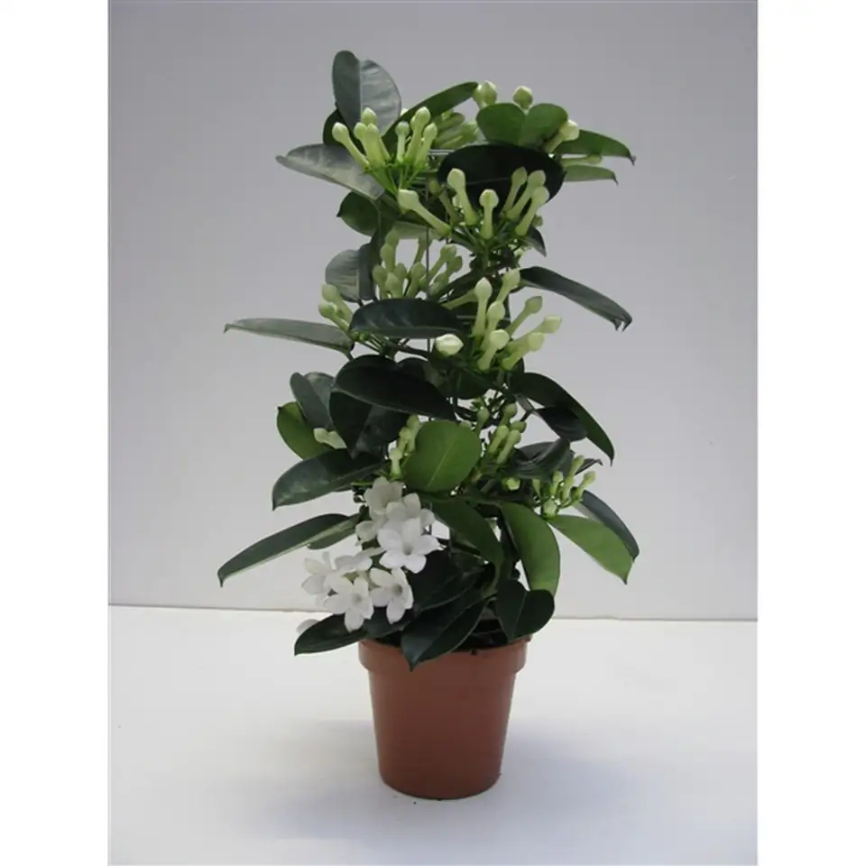 Стефанотис D14 H45 - Stephanotis Floribunda