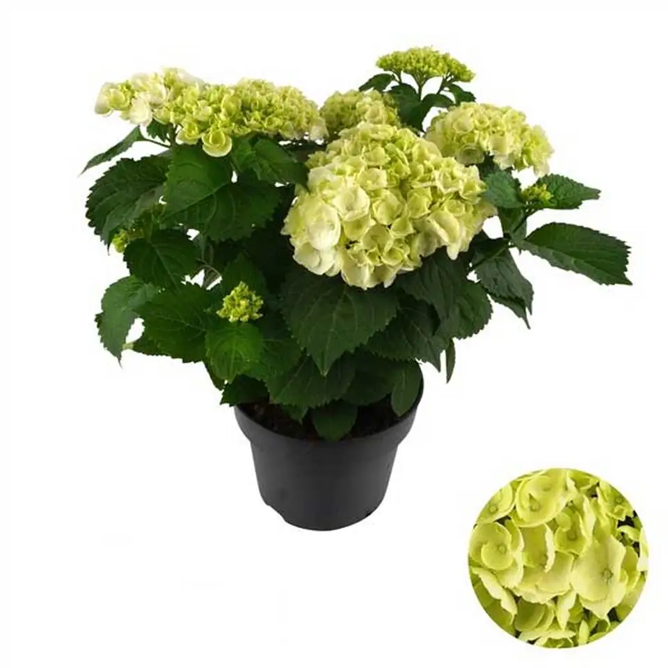 Хортензия D23 H45 - Hydrangea Mophead White