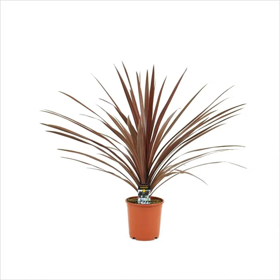 Кордилине D17 H50 - Cordyline Burgundy Spire