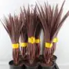 Кордилине D17 H50 - Cordyline Burgundy Spire - Image 2