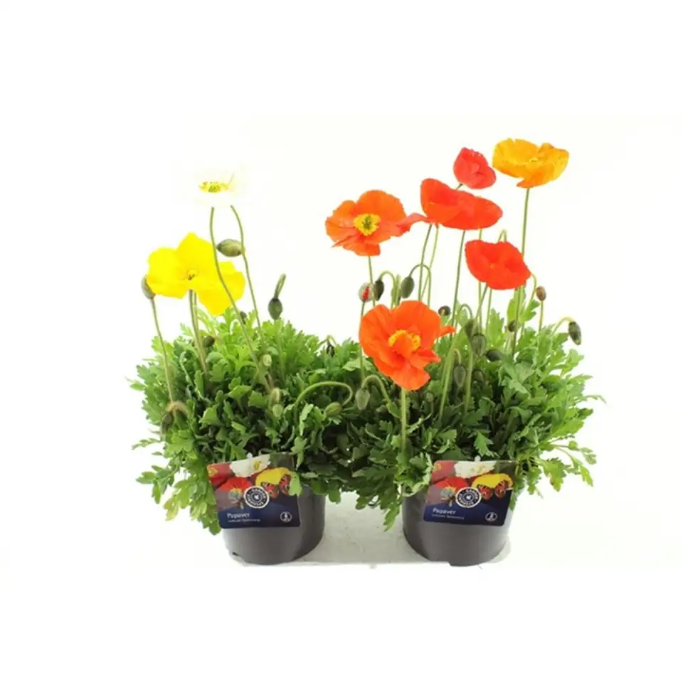 Мак  D17 H35 - Papaver nudicaule mix