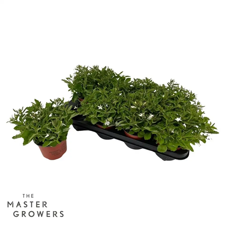 Лобелия D12 H35 - Lobelia erinus Compacta white