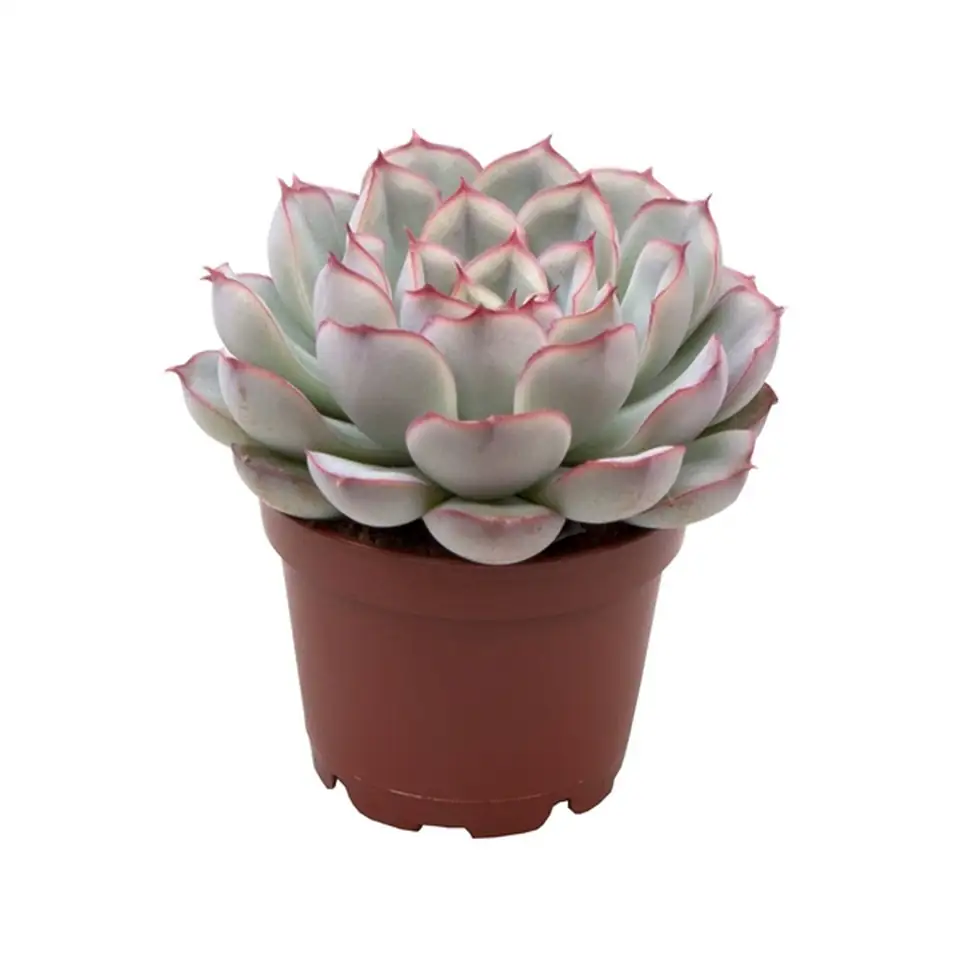 Ечевериа D6 H10 - Echeveria Shira