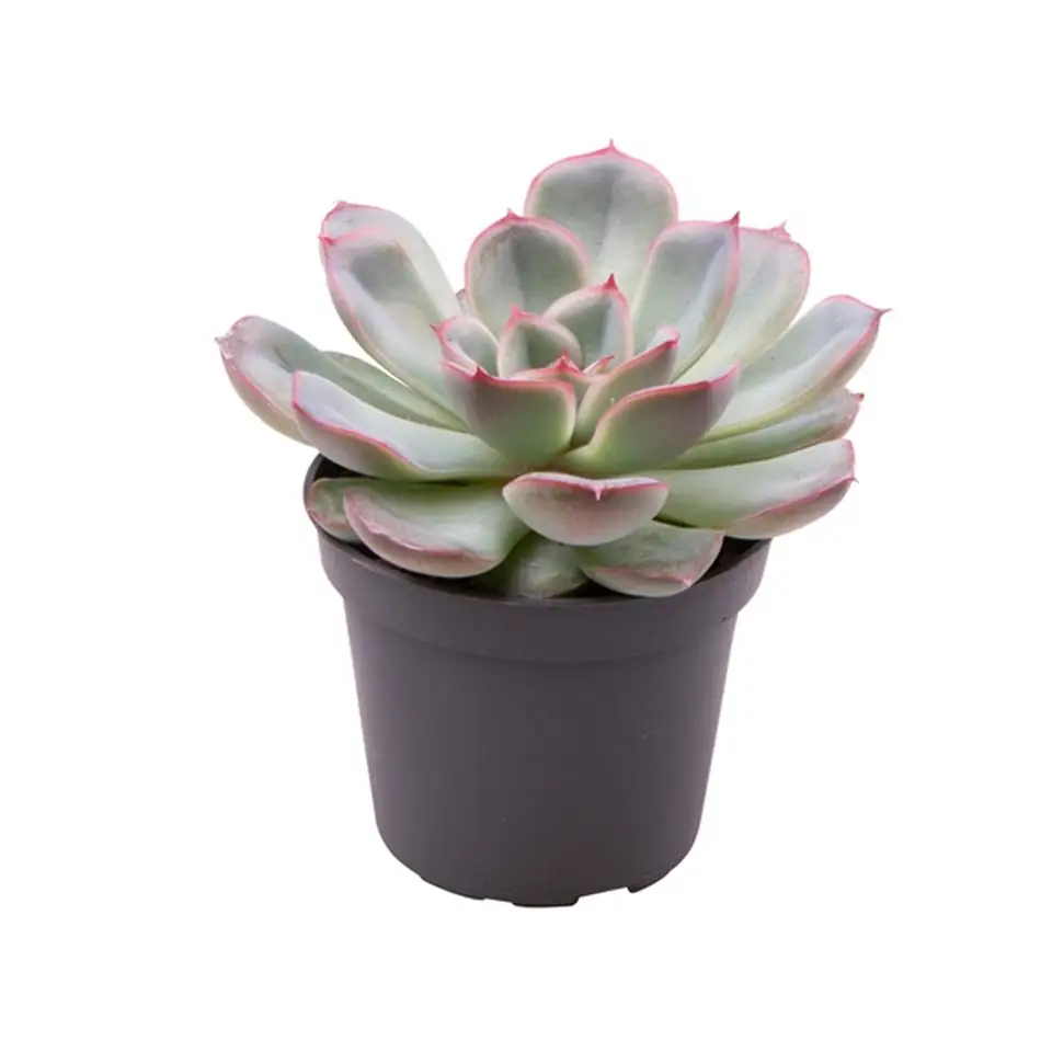 Ечевериа D6 H10 - Echeveria Shira - Image 2