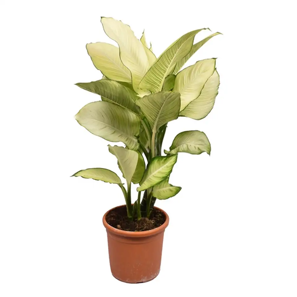 Дифенбахиа D24 H80 - Dieffenb Tropic Marianne