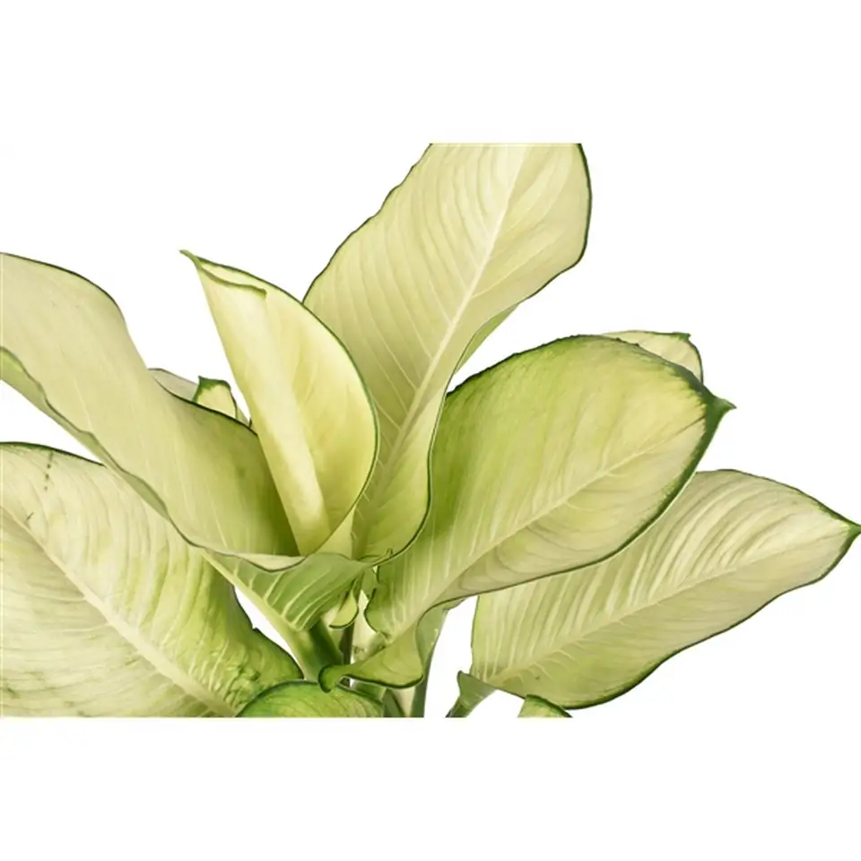 Дифенбахиа D24 H80 - Dieffenb Tropic Marianne - Image 2