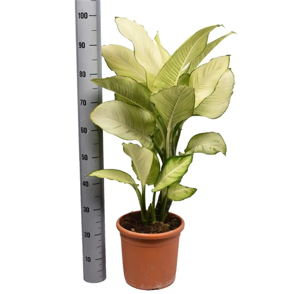 Дифенбахиа D24 H80 - Dieffenb Tropic Marianne - Image 3