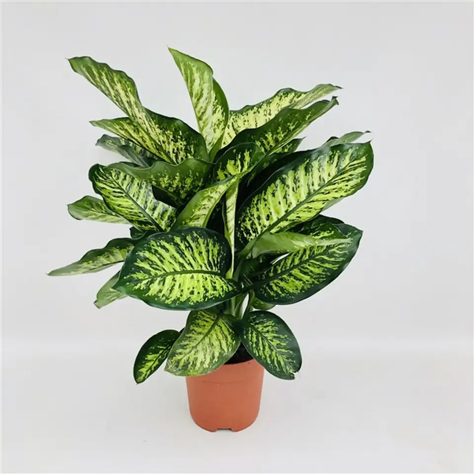 Дифенбахиа D21 H75 - Dieffenbachia seguine Maroba
