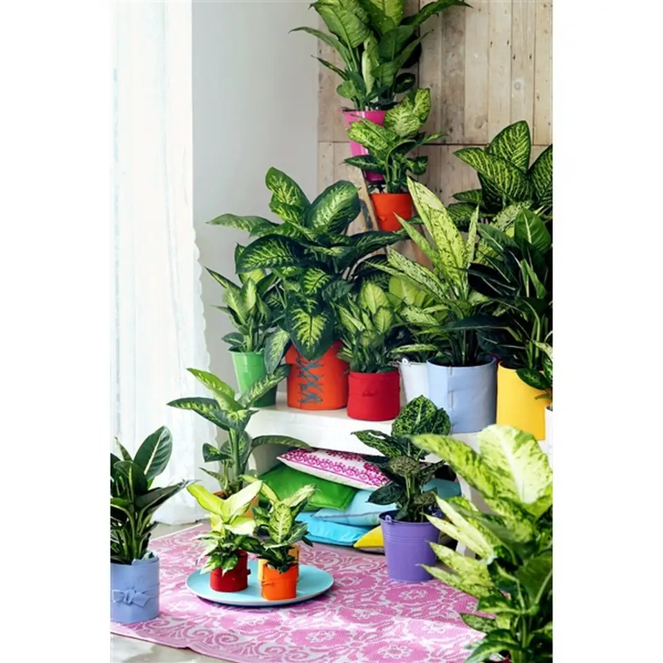 Дифенбахиа D21 H75 - Dieffenbachia seguine Maroba - Image 2