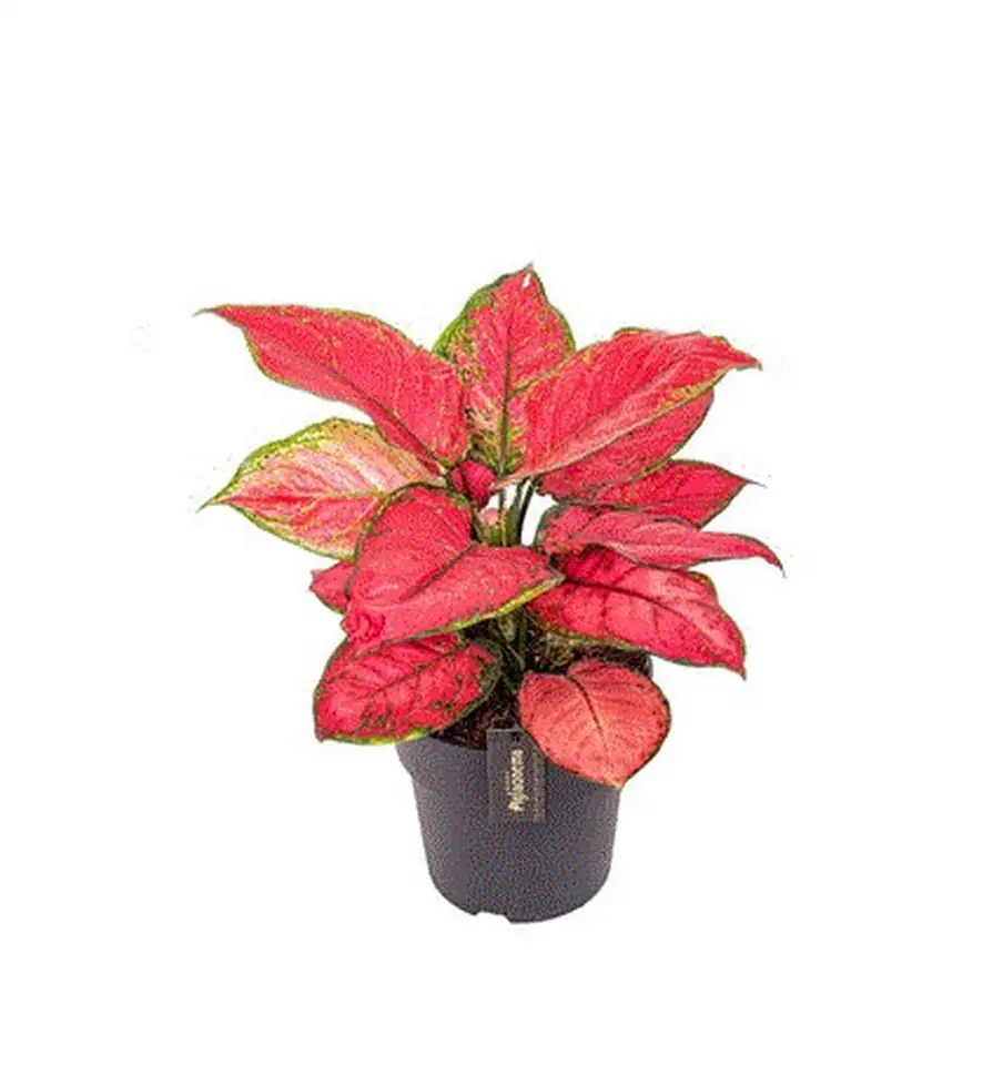 Аглонема D12 H30 - Aglaonema Red Joy