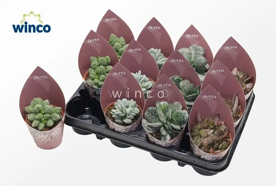 Адромискус D8 H18 - Adromischus Sierra mix