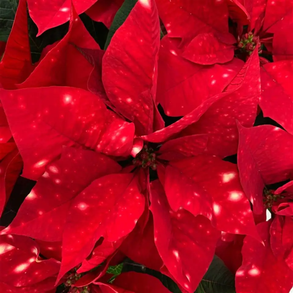 Коледна звезда D19 H50 - Euphorbia Skystar - Image 2