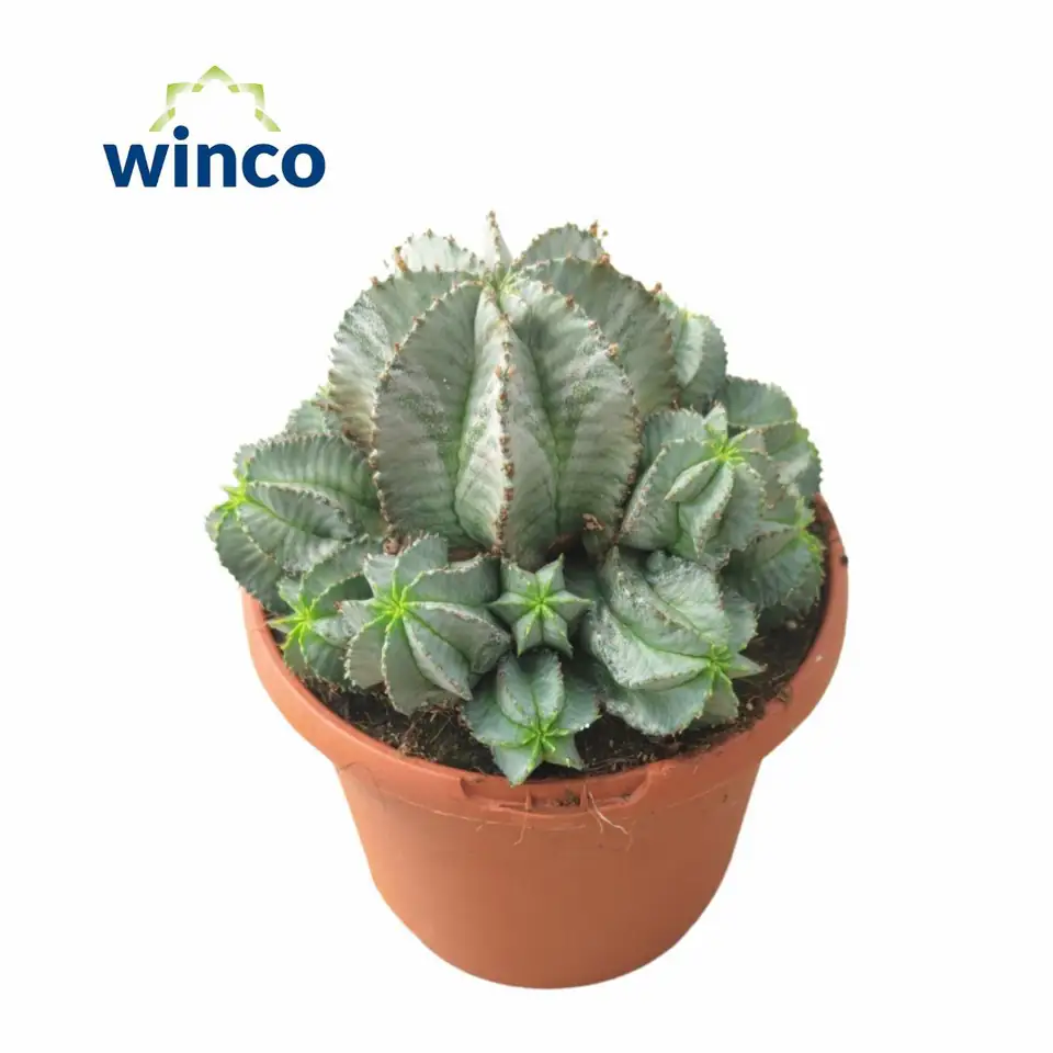 Еуфорбиа D17 H30 - Euphorbia Horrida