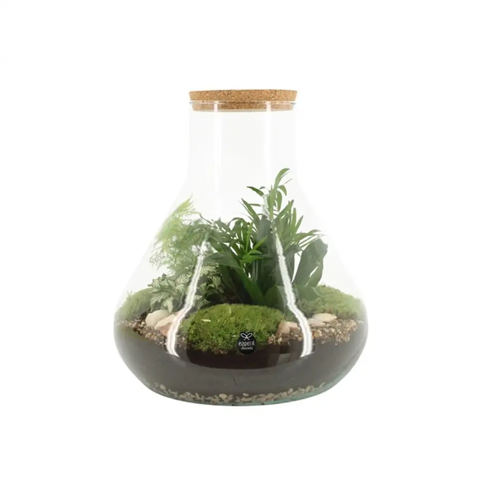 Растения в стъклен съд D30 H35 екосистема - Terrarium