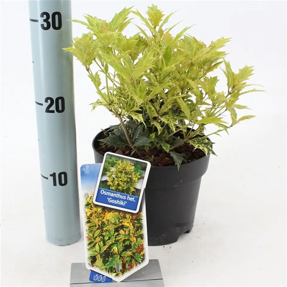 Османтус D17 H35 - Osmanthus heterohyllus Goshiki