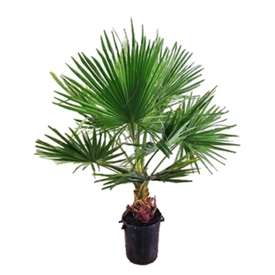Палма Вашингтониа D40 H150 - Washingtonia robusta