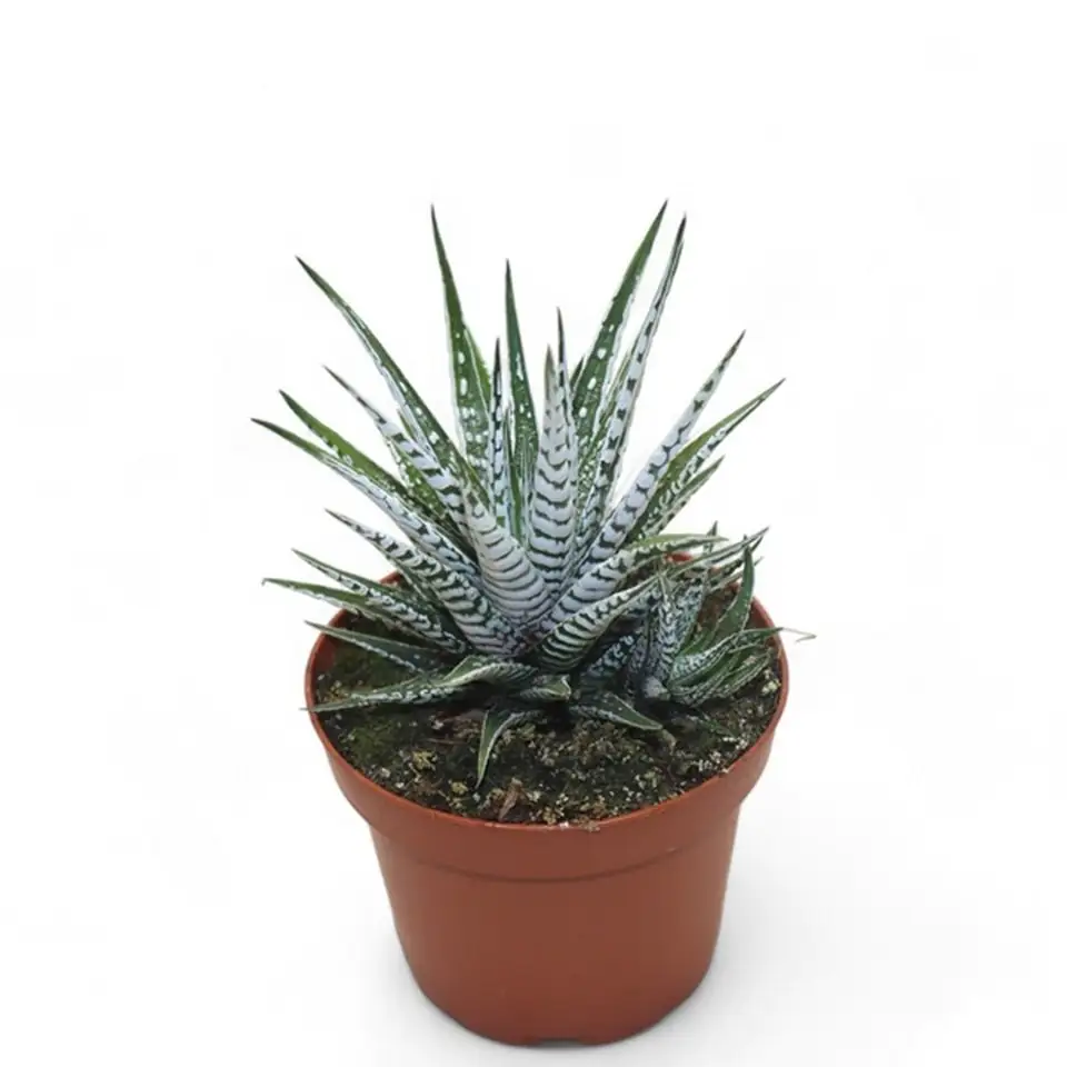 Хавортия D8 H15 - Haworthia fasciata Alba