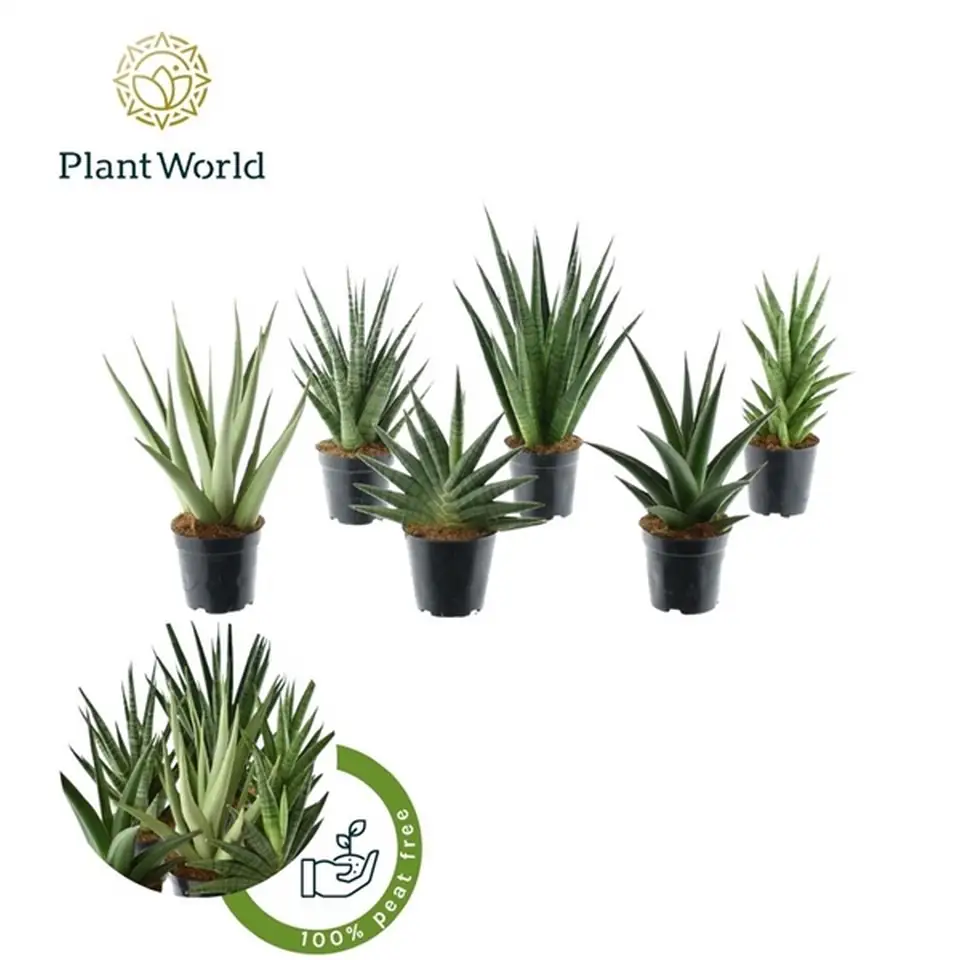 Сансевиера D12 H40 - Sansevieria cylindrica Tanami