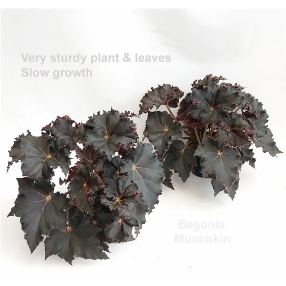 Бегония D14 H35 - Begonia Beleaf Munchkin