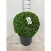 Чемшир топка D40 H100 DIA70 - Buxus semp ball