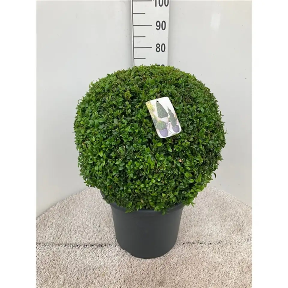 Чемшир топка D40 H100 DIA70 - Buxus semp ball