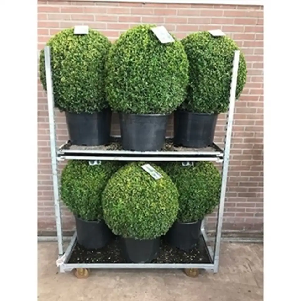 Чемшир топка D40 H100 DIA70 - Buxus semp ball - Image 2
