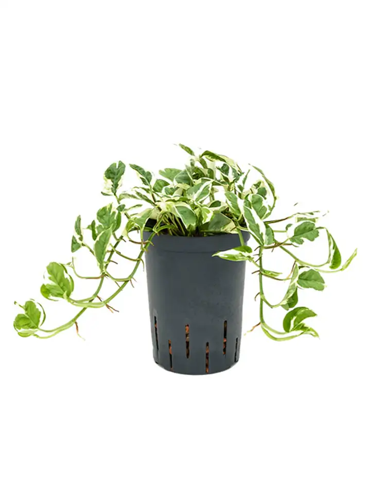 Скиндапсус D15 H30 - Scindapsus N`joy