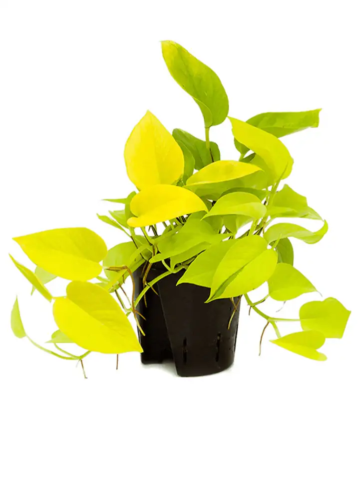 Епипремнум D13 H25 - Epipremnum Golden pothos