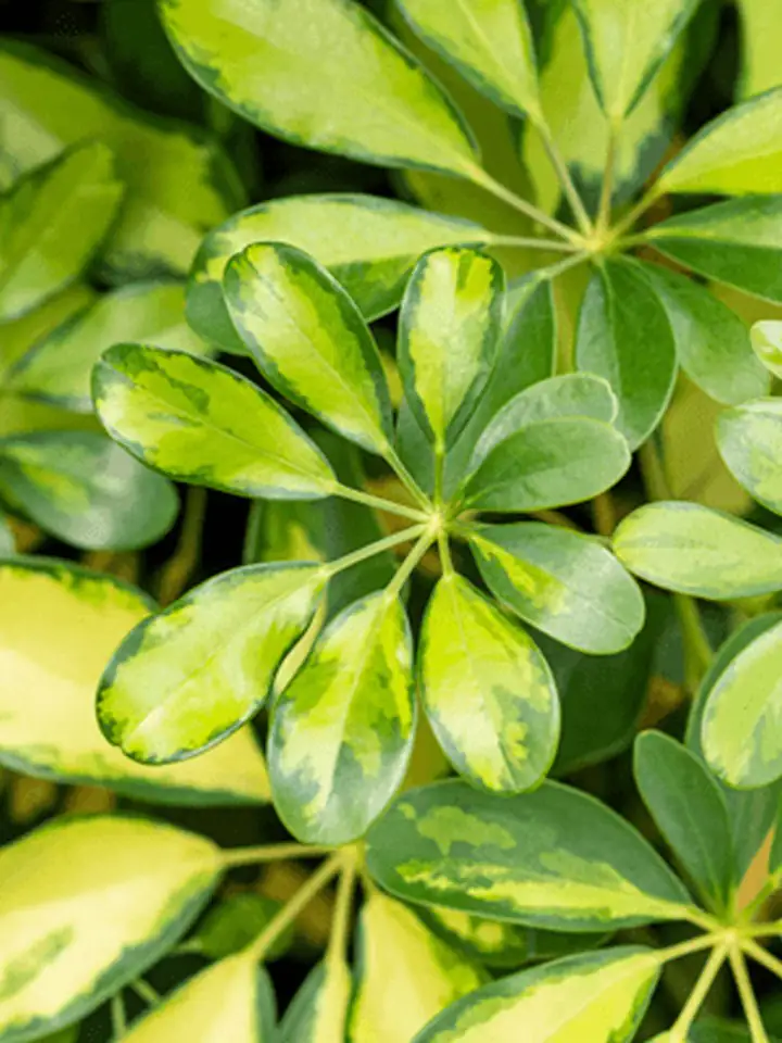 Шефлера D13 H30 - Schefflera arb Gold Capella - Image 2