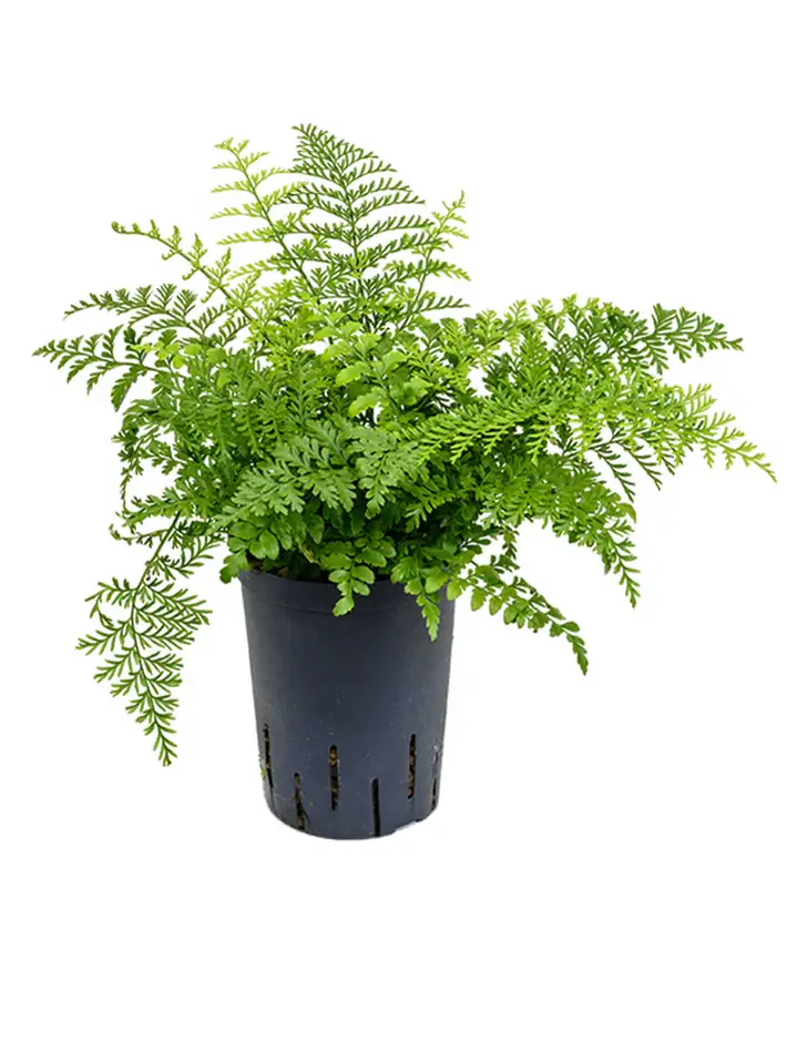 Асплениум D15 H30 - Asplenium dimorphum Parvati