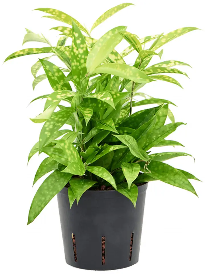 Драцена D13 H30 - Dracaena surculosa Mike