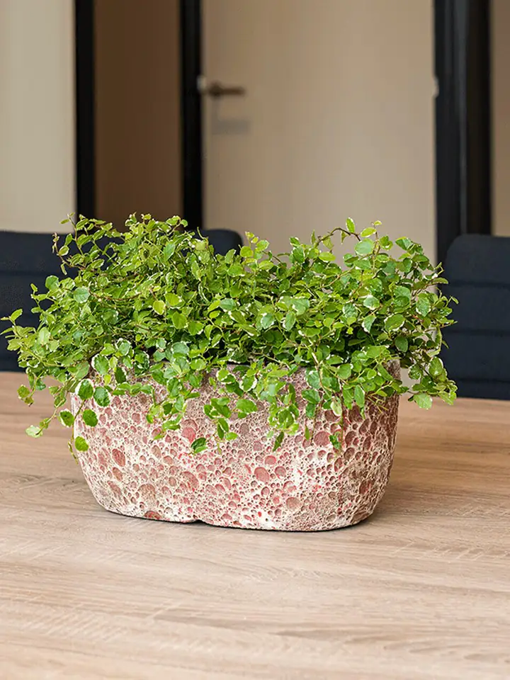 Lava Oval Relic Pink 38x24 Н19 - Image 2